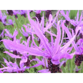Lovely Lavender Flower